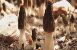 羊肚菌适合在什么地方生长，可以从菌盖上的凹坑和色泽来鉴别