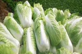 白菜的生长周期是多久，是55-100天左右