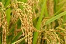 文稻30号水稻栽培技术要点，综合防治病虫害