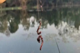 蚯蚓钓鲫鱼最佳调漂，一定要打好窝子