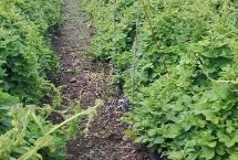 种植北沙参注意事项,土壤的排水系统一定要做好