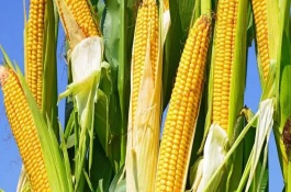 兰德3318玉米栽培技术要点，生育期101天左右