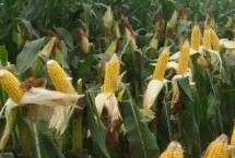 圣甜艾菲玉米栽培技术要点，整季生产注意病虫害防治