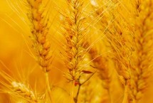 轮选49小麦栽培技术要点，适宜播种期10月上中旬