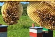 蜜蜂怕什么气味会出巢，筑巢前需要侦查蜂外出选址