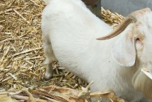 羊积食不反刍最佳办法，主要吃牧草、作物秸秆、菜叶和农副产品等