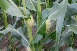 玉米穗期的管理方法，保持适宜的密度可减少多穗发生