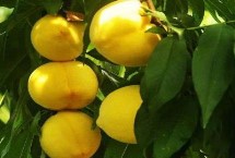 黄桃有哪些常见品种，华北、华中、西南一带栽培较广