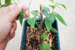 三角梅开花初期如何浇水施肥，可扦插也可高压繁殖