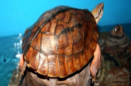 金钱龟怎么养，没有许可证是不能养殖的