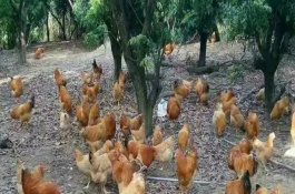 果园养鹅的好处，可以养土鸡、鸭、蜜蜂、鹅等