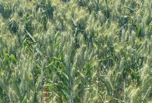 丰星麦8号小麦栽培技术要点，中抗/中抗白粉病