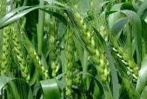 华冠181小麦栽培技术要点，半冬性品种