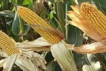 云瑞119玉米栽培技术要点，中抗纹枯病