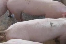 二元母猪哪个品系好，杜洛克是很好的选择