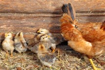 母鸡为何会游泳，可依靠羽毛在水面漂浮一段时间