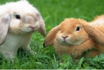 兔子多大可以繁殖，不同年龄阶段的分辨方式不同