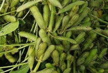 嘉科豆1大豆栽培技术要点，亩播种量5～6千克