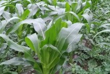 Q3009玉米栽培技术要点，注意防治灰斑病