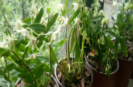 石斛的繁殖方法，水分要一次性的给饱