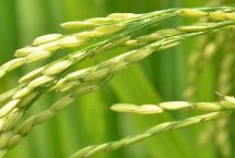 美锋稻217水稻栽培技术要点，4月上旬至中旬播种