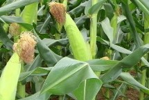 德禹158玉米栽培技术要点，4月下旬－5月上旬开始播种