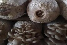 冬季怎么管理食用菌，注意这4点