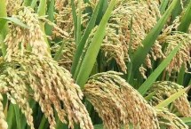 冰两优007水稻栽培技术要点，全生育期134.8天