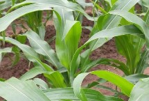 开青1号玉米栽培技术要点，开青1号玉米种子特征特性