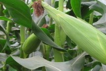 黑参5759玉米栽培技术要点，为适播期