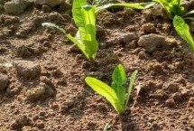 大棚莴笋冬季管理方法，膨大期应适当喷施矮壮素