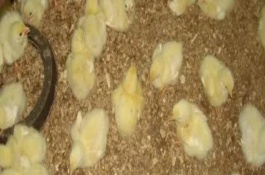 小鸡苗吃什么提高免疫力，雏鸡苗一定要注意保温