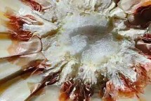 益嘉丰138玉米栽培技术要点，适宜播期4月下旬至5月上旬