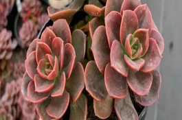 巧克力方砖的繁殖方法，平时要等水分蒸发后再浇水