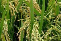 京粳9号水稻栽培技术要点，每亩有效穗数25.6万穗