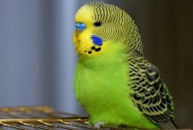 虎皮鹦鹉会忘记主人吗，冬天要做好御寒保暖