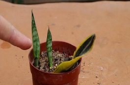 虎皮兰扦插后的注意事项，插条的底部需蘸取生根粉