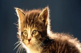 猫咪脑袋一直轻微晃动，瞳孔散大、脉率不齐、肌肉抽搐等症状均是患病表现