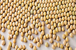 徐春3号大豆栽培技术要点，地膜覆盖3月下旬播种