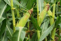 JL588玉米栽培技术要点，4月下旬至5月上旬播种