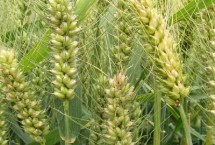 齐民21号小麦栽培技术要点，比对照品种济麦22熟期稍早