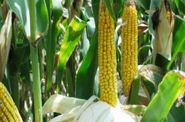 久龙13玉米栽培技术要点，久龙13玉米种子介绍