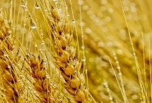 联邦2号小麦栽培技术要点，每亩适宜基本苗18～22万