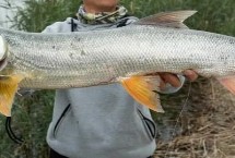 最佳时间，5-10月是钓鳡鱼的最佳时节