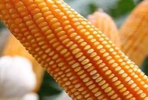 先玉1907玉米栽培技术要点，全生育期100天左右