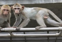 猕猴的种类还有哪些，为国家二级重点保护野生动物