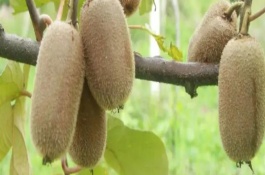 怎么挑选好吃的猕猴桃，是受到猕猴的喜爱