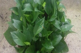 绿萝有什么生长习性，常见的有青叶绿萝、黄叶绿萝等