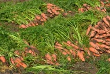 胡萝卜的品种，品种较多各具特色