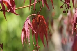 鸡爪槭的变红方法，温度需要控制在18-25℃之间